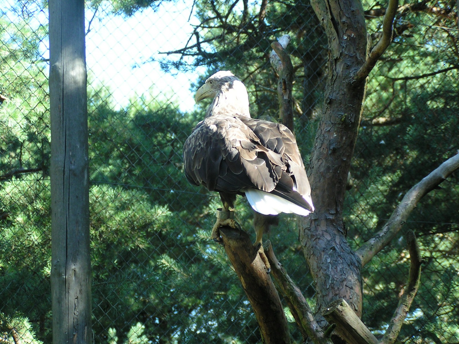 MINOLTA DIGITAL CAMERA